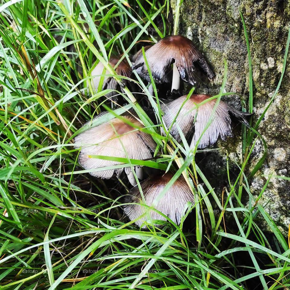 Mushrooms have a special aesthetic character for those looking for beauty in nature. A distinctive image for me