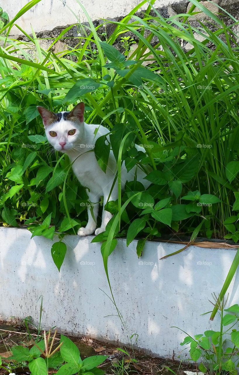 Cat and tropical plants in concrete fence...