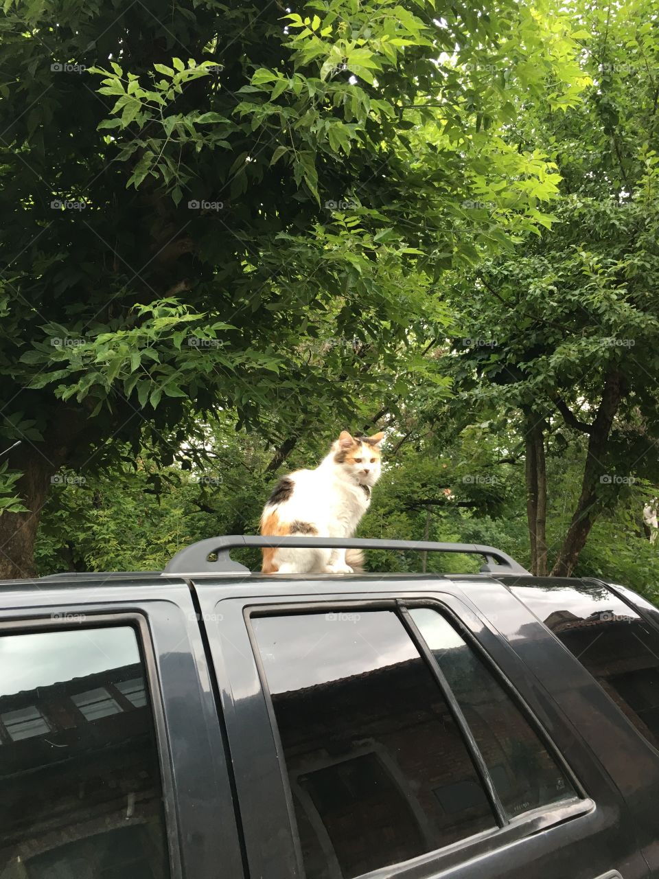 Car, Vehicle, Tree, Outdoors, No Person