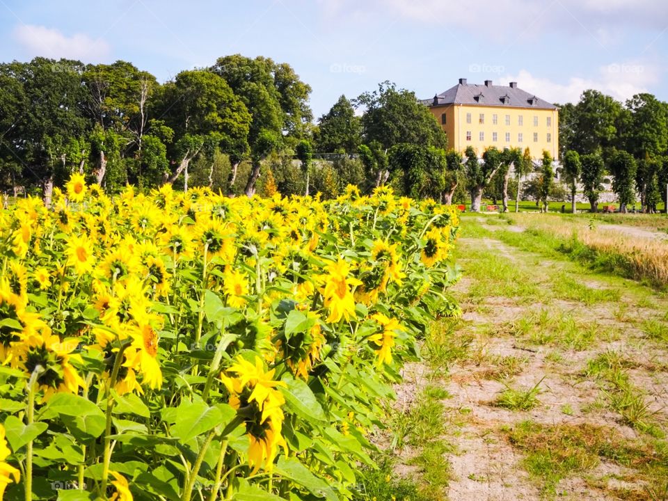 sunflowers at wenngarn castle