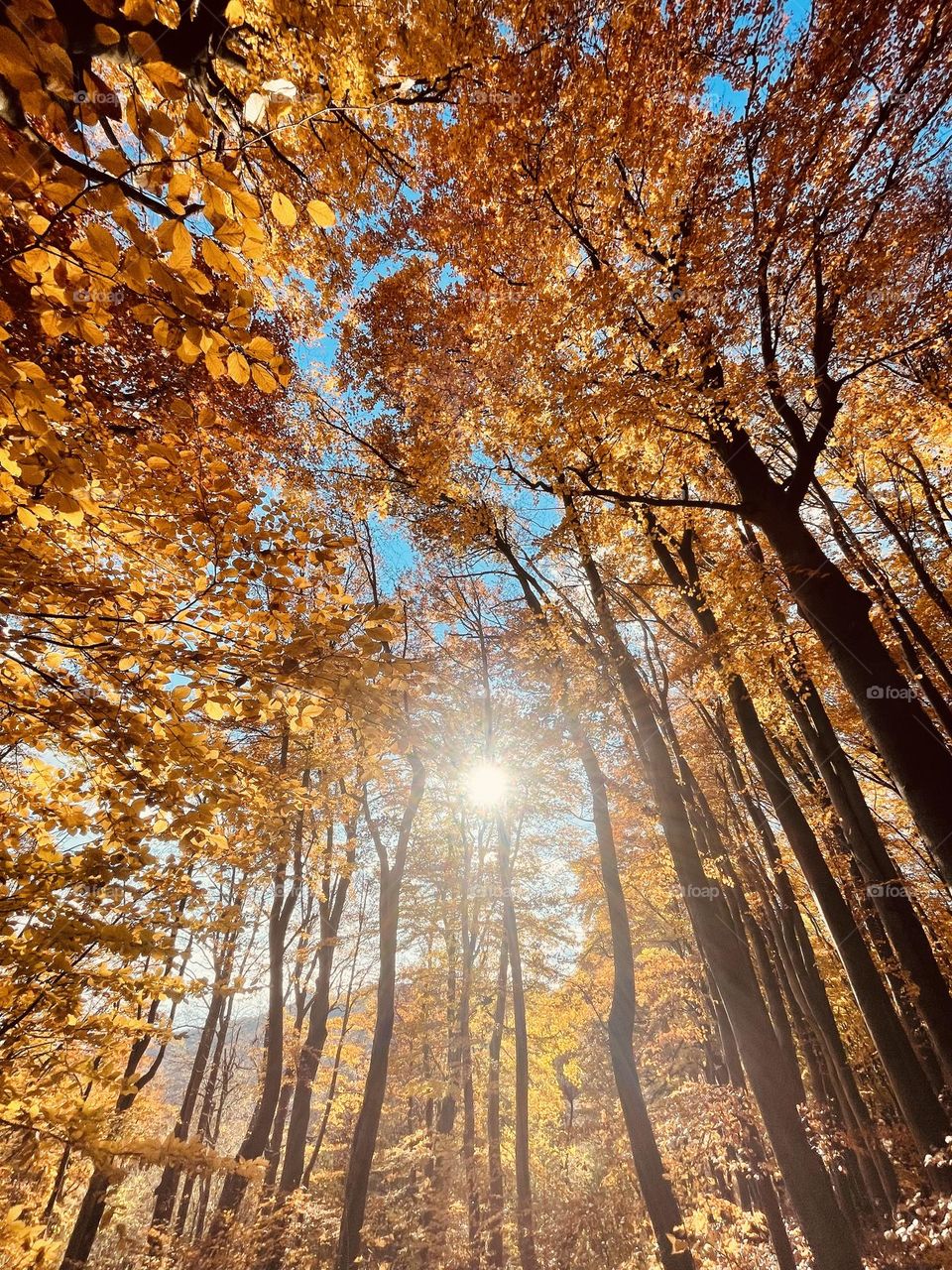 beautiful autumn trees
