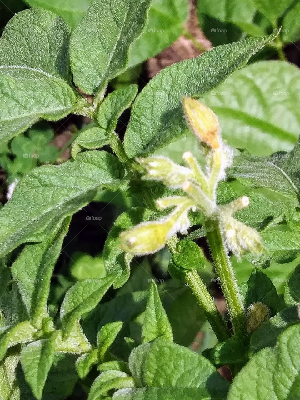 potato plant about to bloom