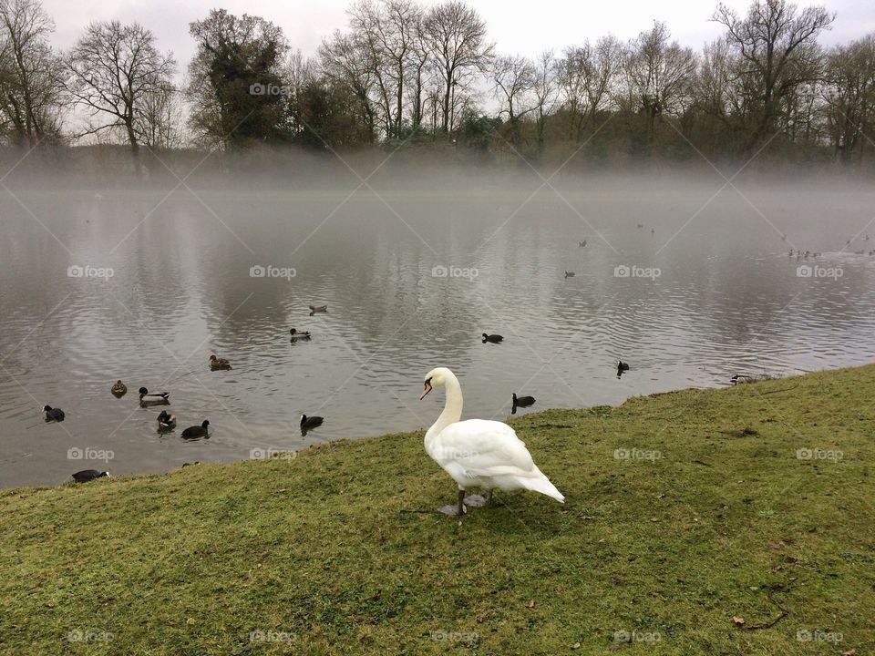 Flock of mallard duck swimming in the lake 