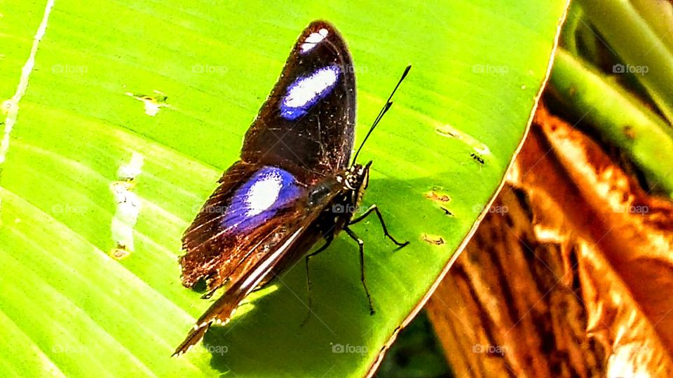 Butterfly perched on banana leaf