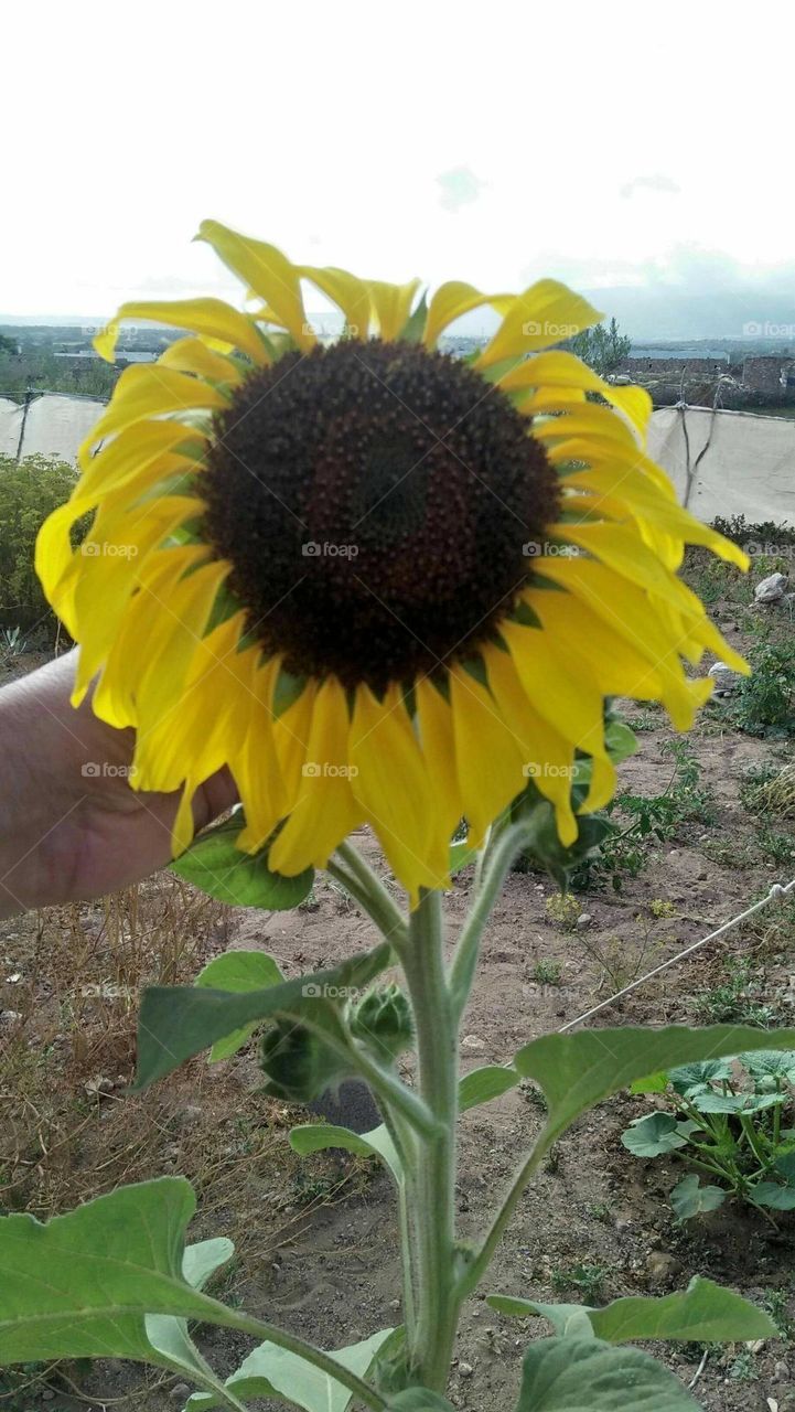 Yellow sunflower