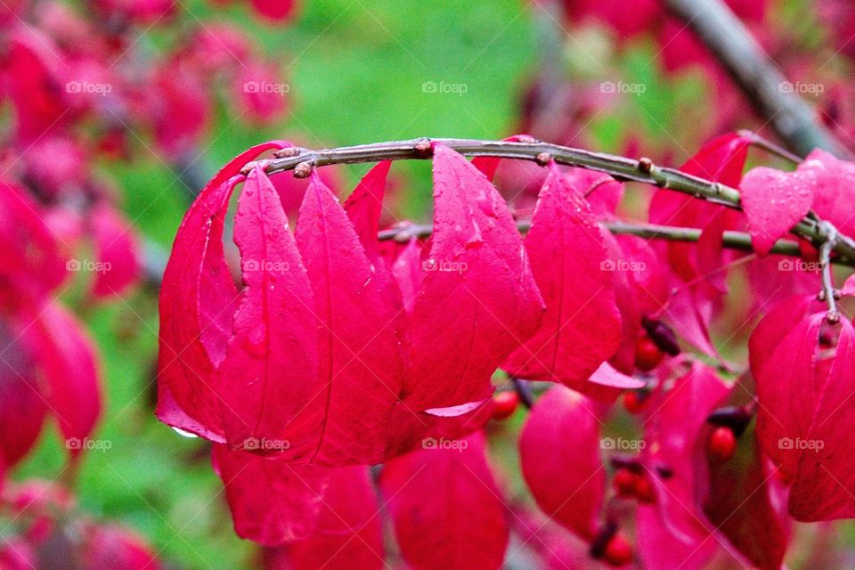 autumn tree in the park