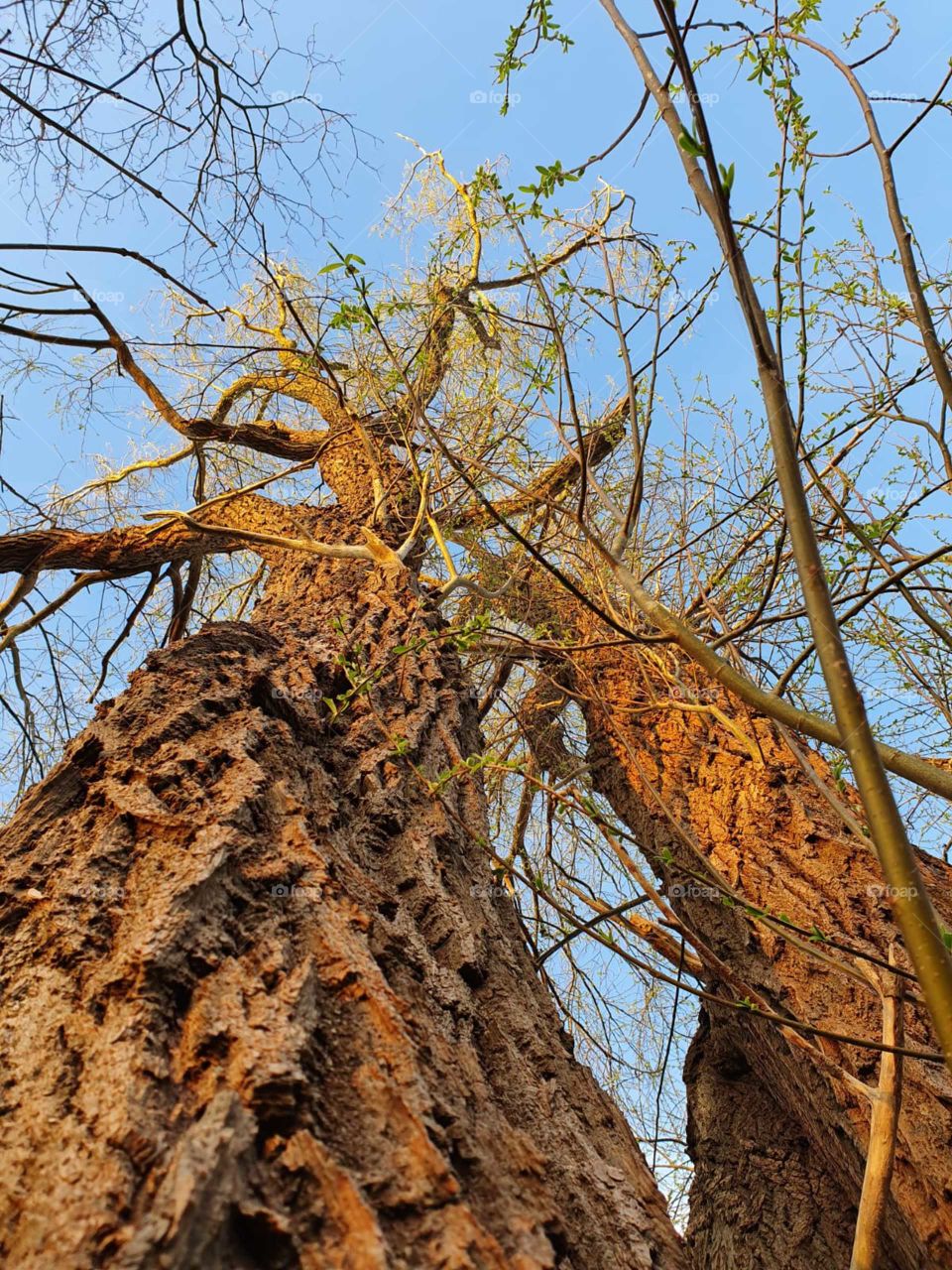 From bottom to top in the tree.