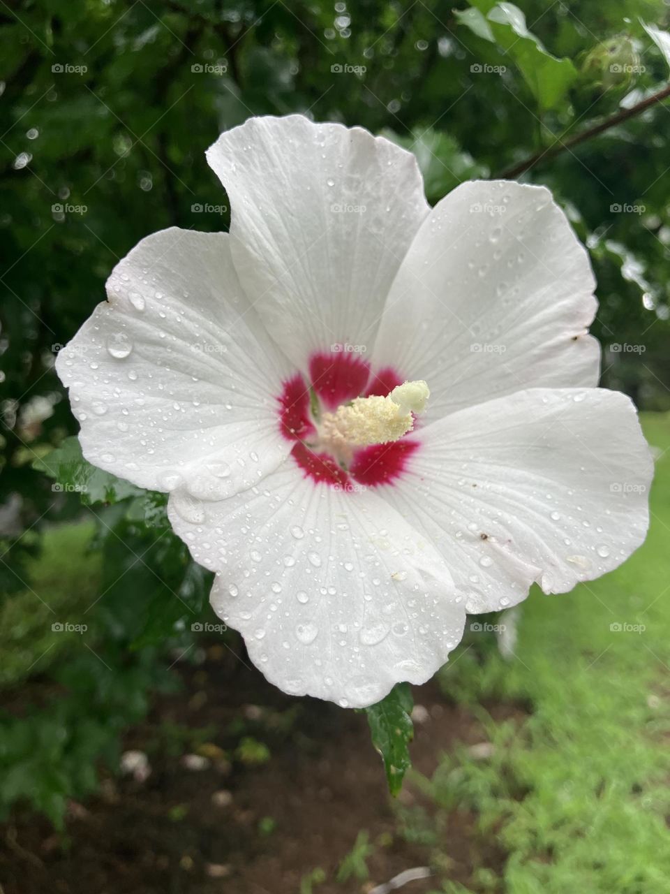 Up close white and pink hibiscus after rain fall 