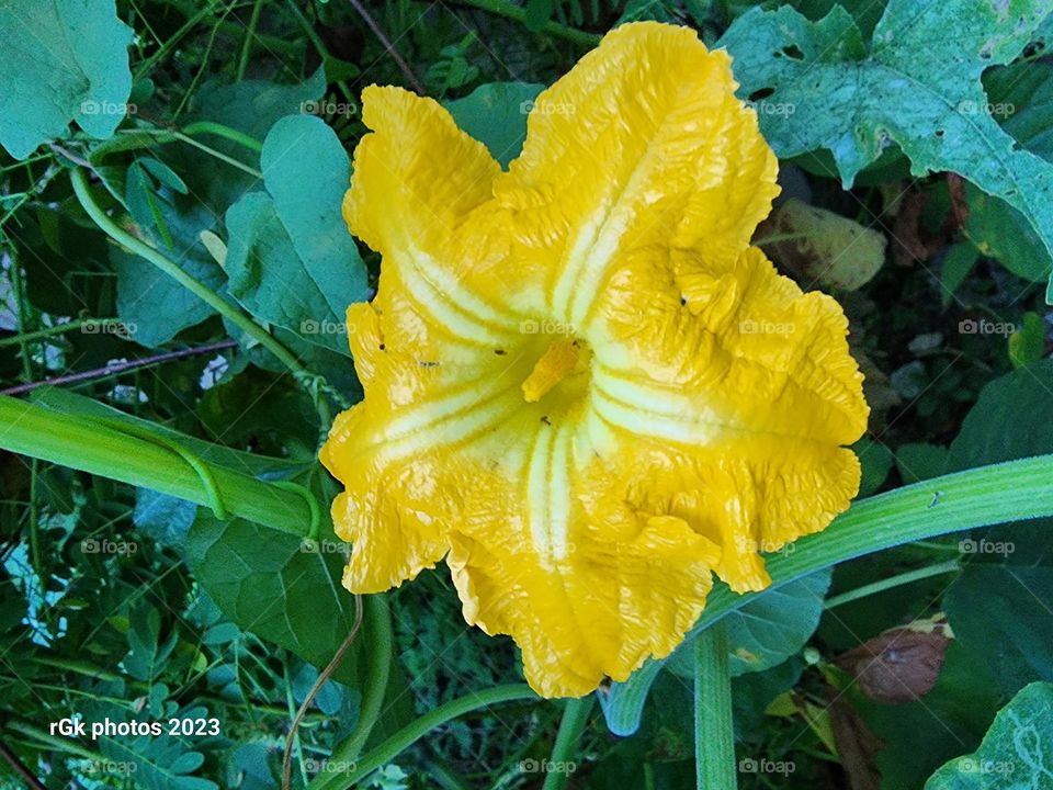 front of pumpkin petal