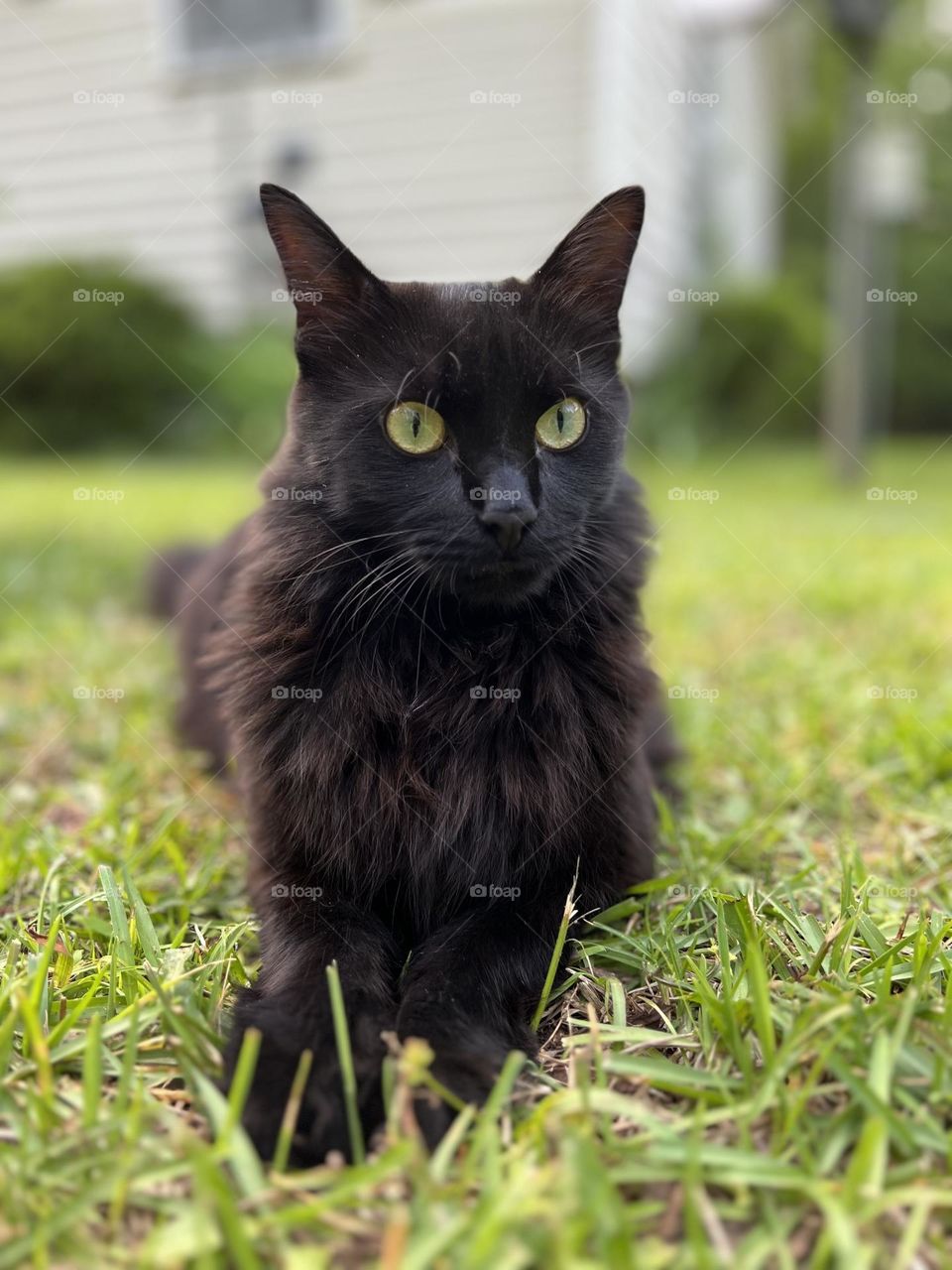 Black cat in the grass 