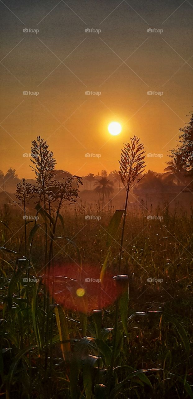 orange colour stories