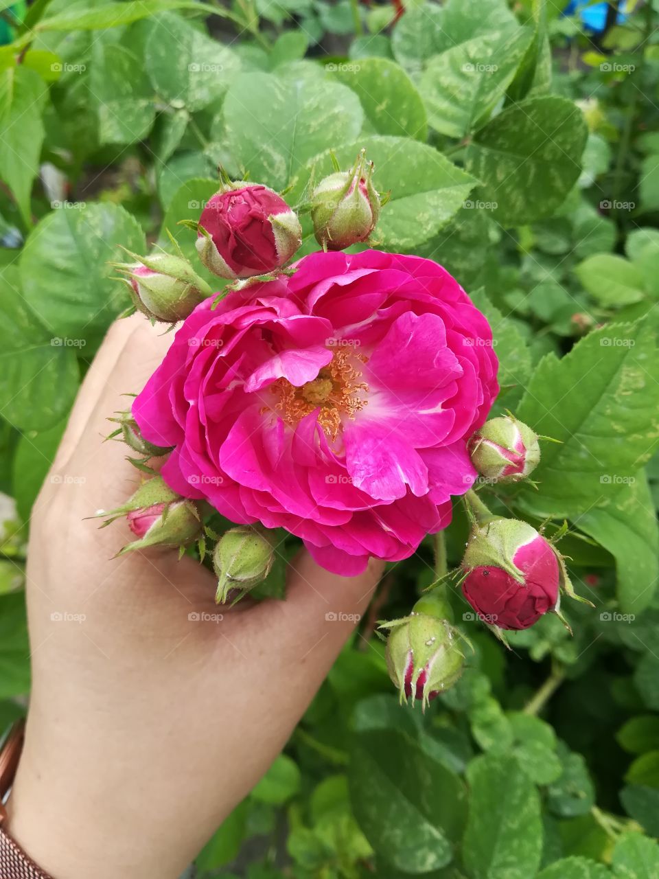 flowers and hand