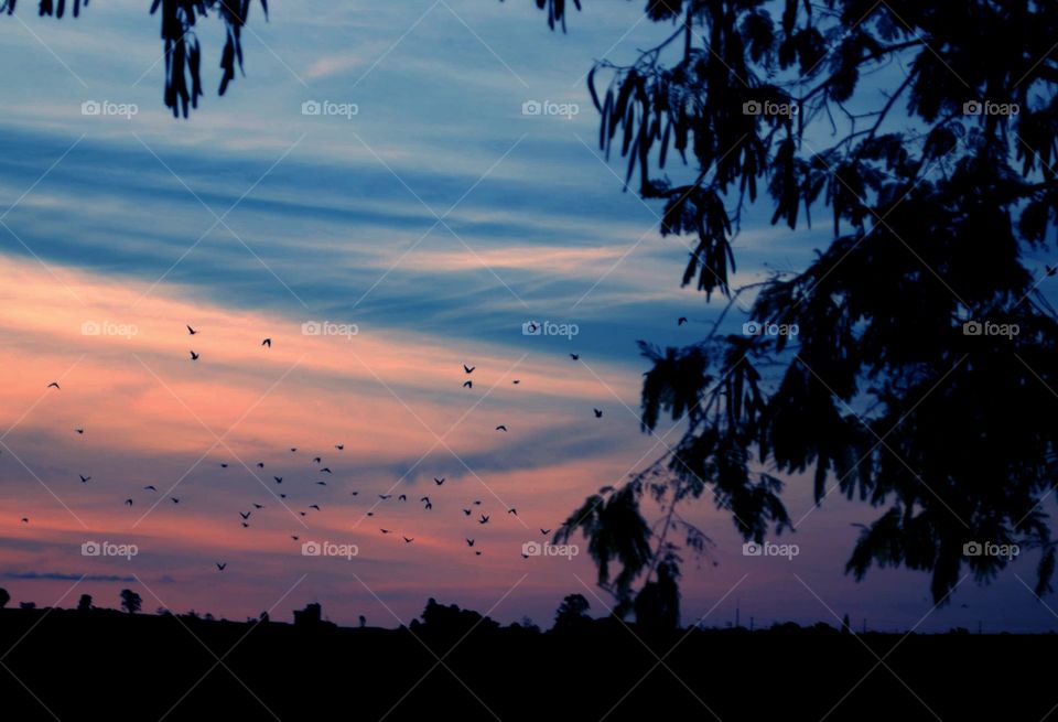 No Person, Silhouette, Outdoors, Tree, Sunset