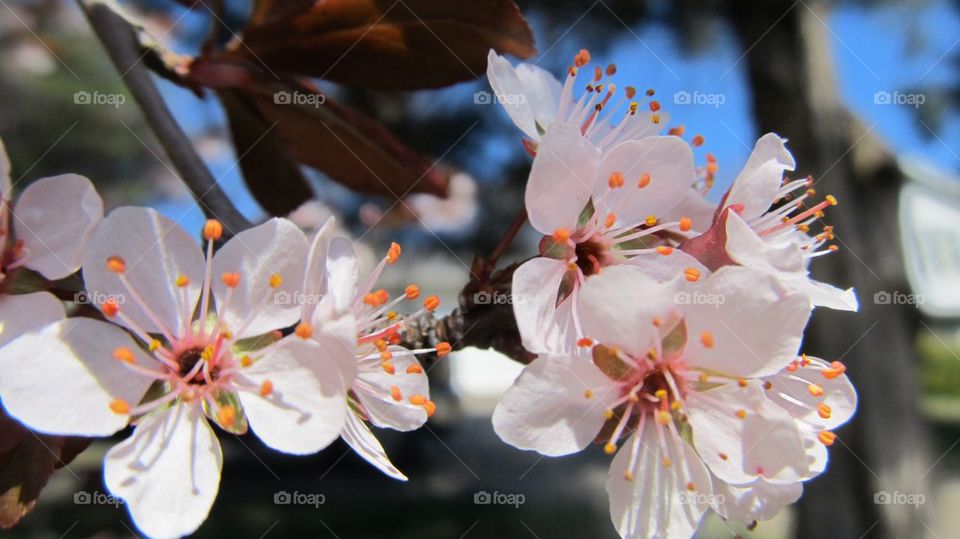 Close-up of white flower