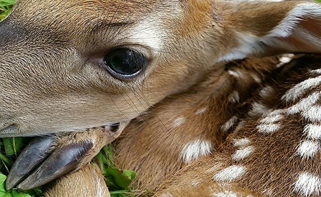 fawn eye. Baby deer eye close up
