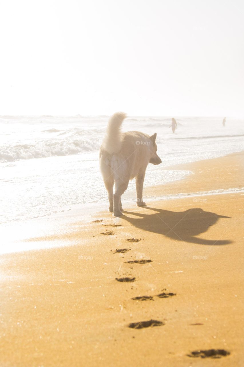 Long walks on the beach 