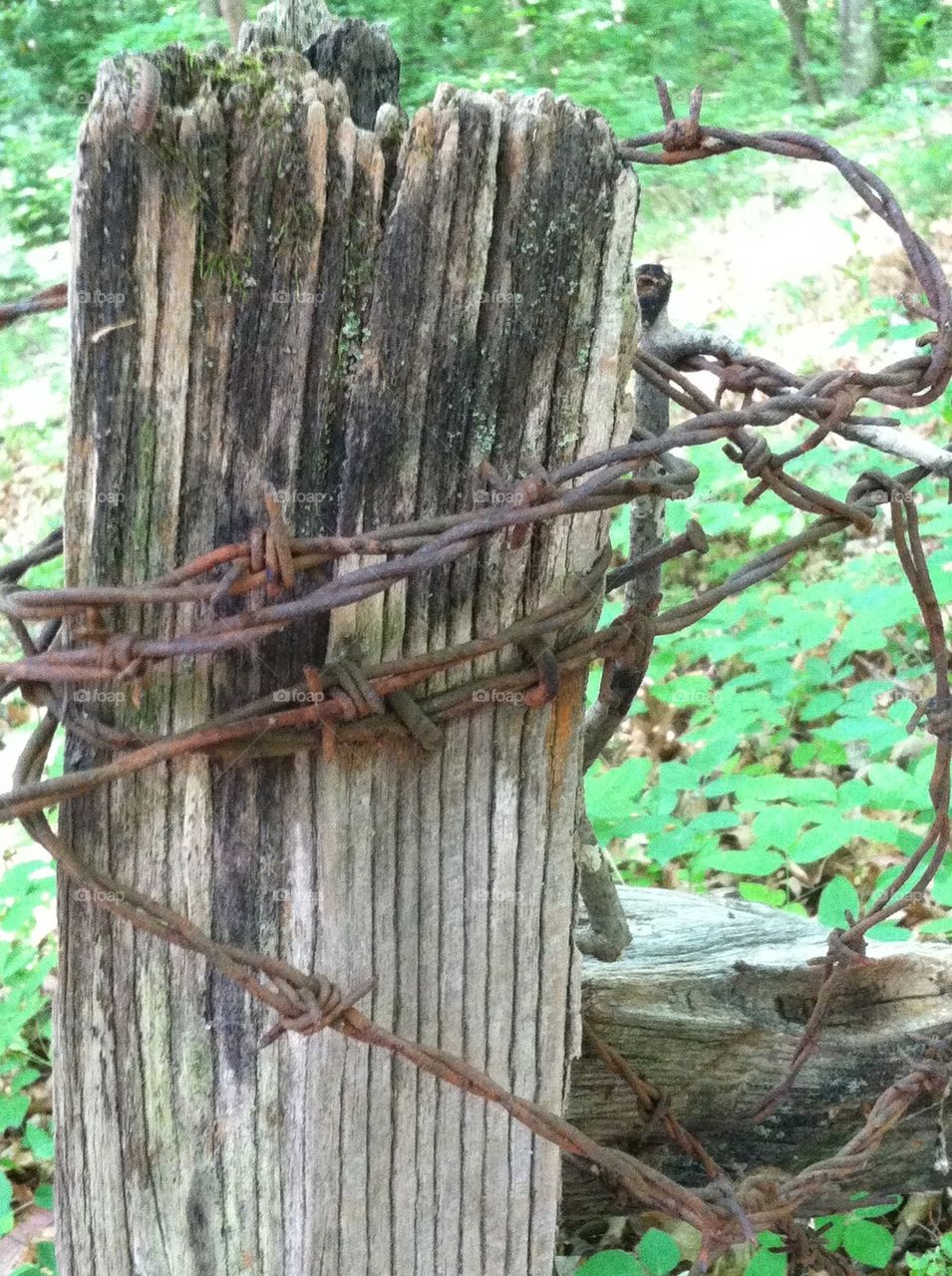 Old Fence Post and Barbed Wire