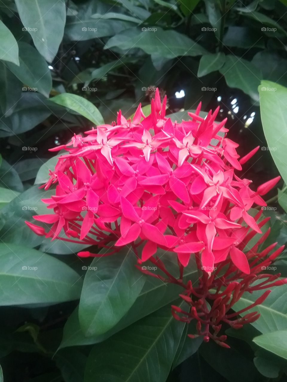 Flora, Nature, Flower, Tropical, Garden