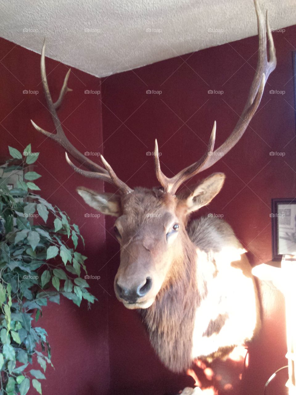 There's a elk in my wall