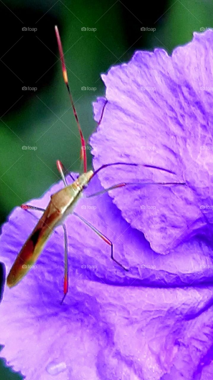 bug on purple flower