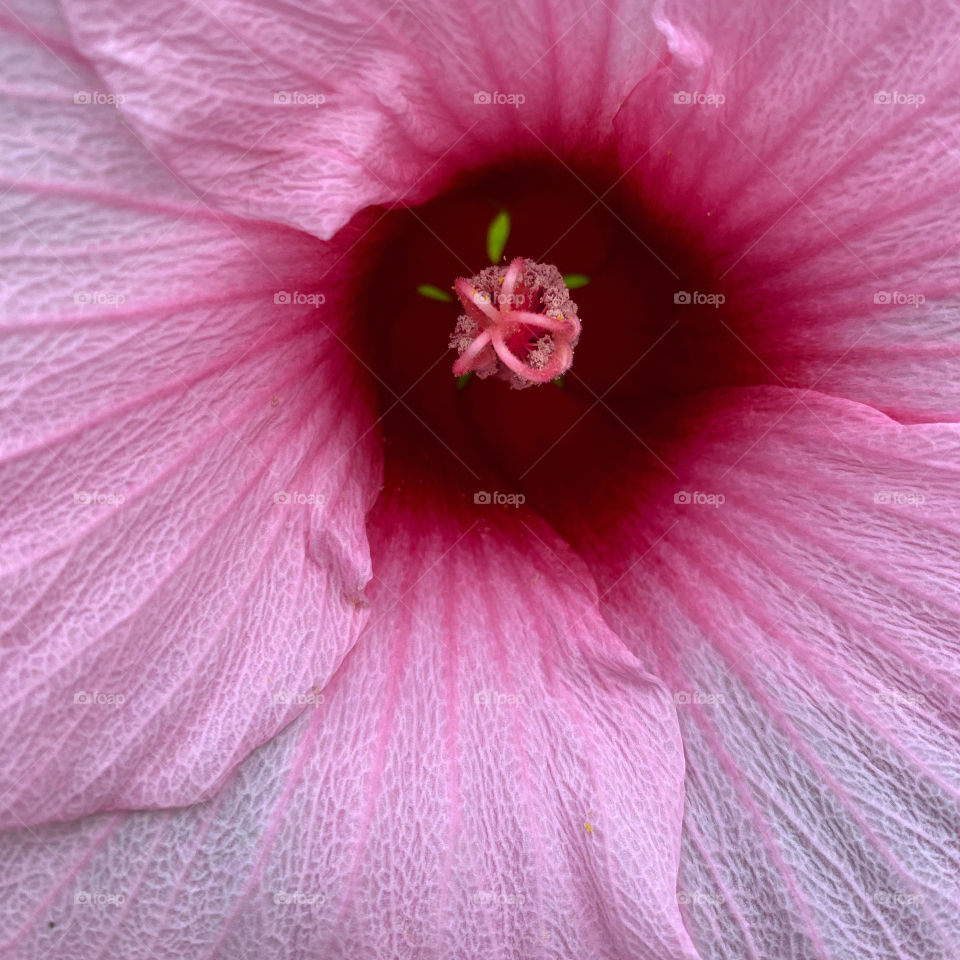 Pretty in pink 