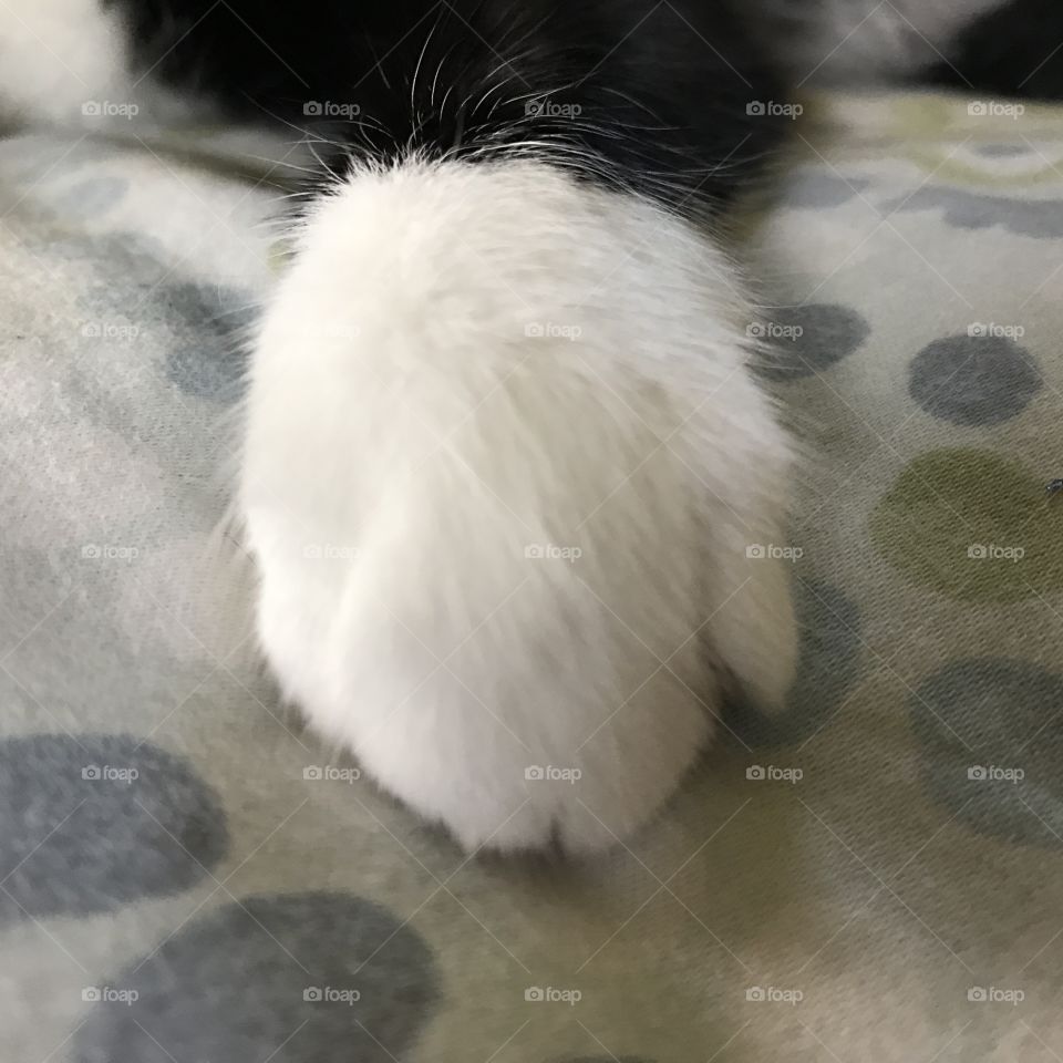 White cat's paw