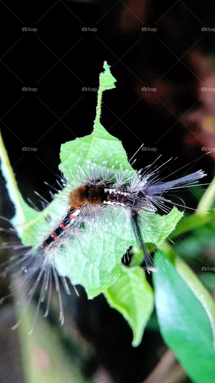 caterpillars