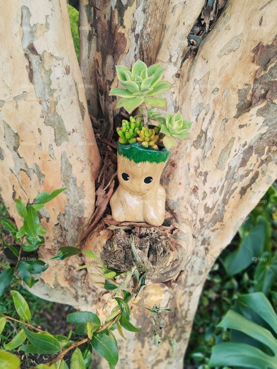 plant in a baby groot vase