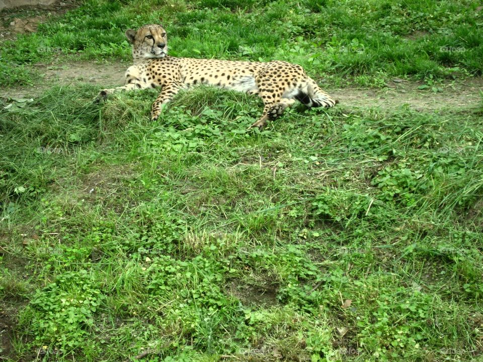 cheetah lounging