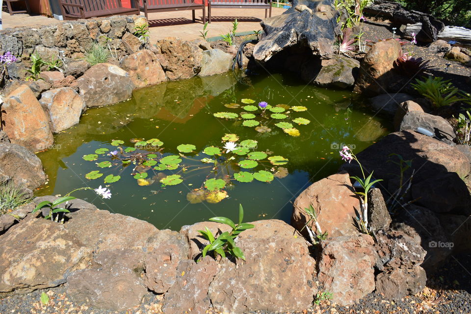 Lily pad pond