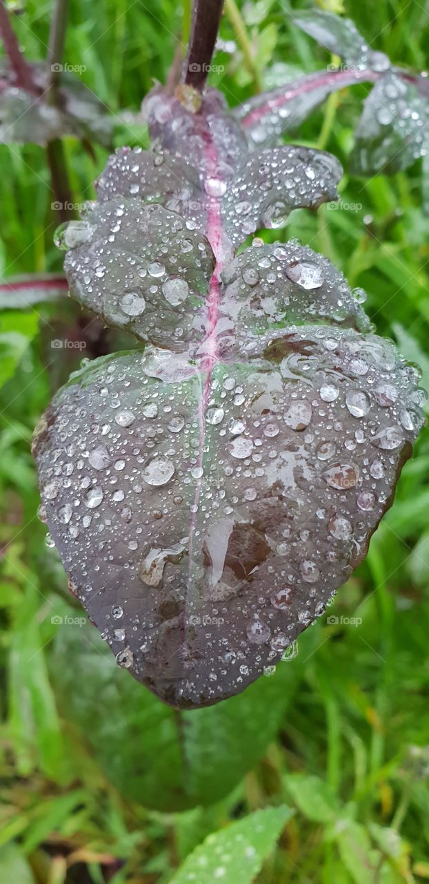 Weeds hold their own kind of beauty too. After been blessed with some rain the rain drops bring out another beauty to weeds.
