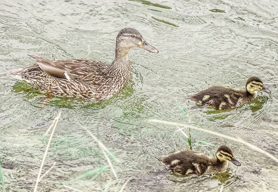 Duck family