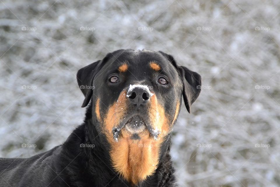 Close-up of rottweiler dog