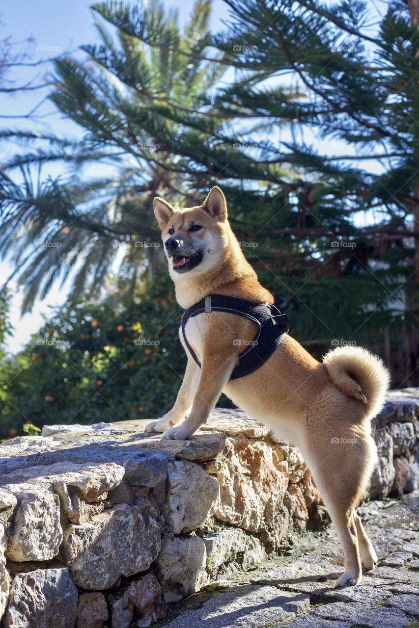 Happy shibainu puppy for a walk