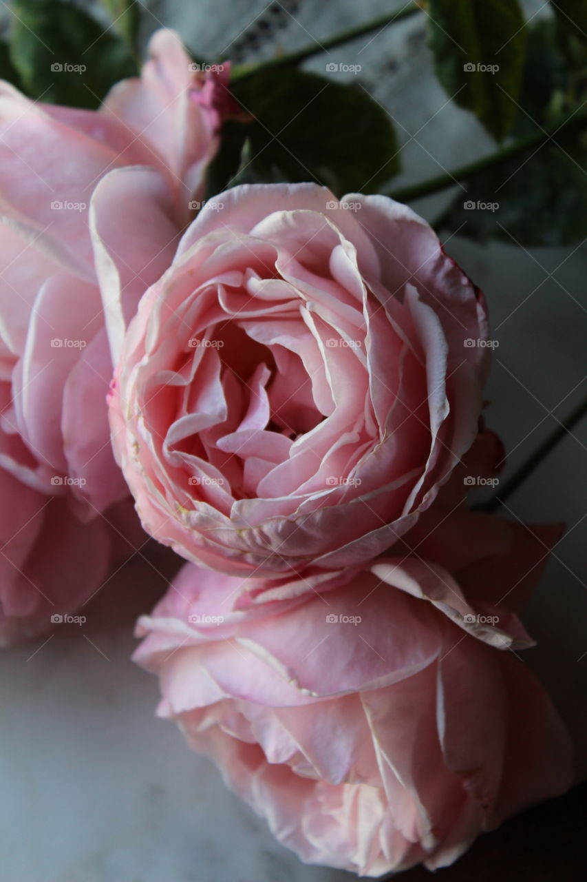 Beautiful Pink roses.