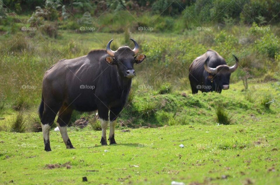 Indian bull looking at its food