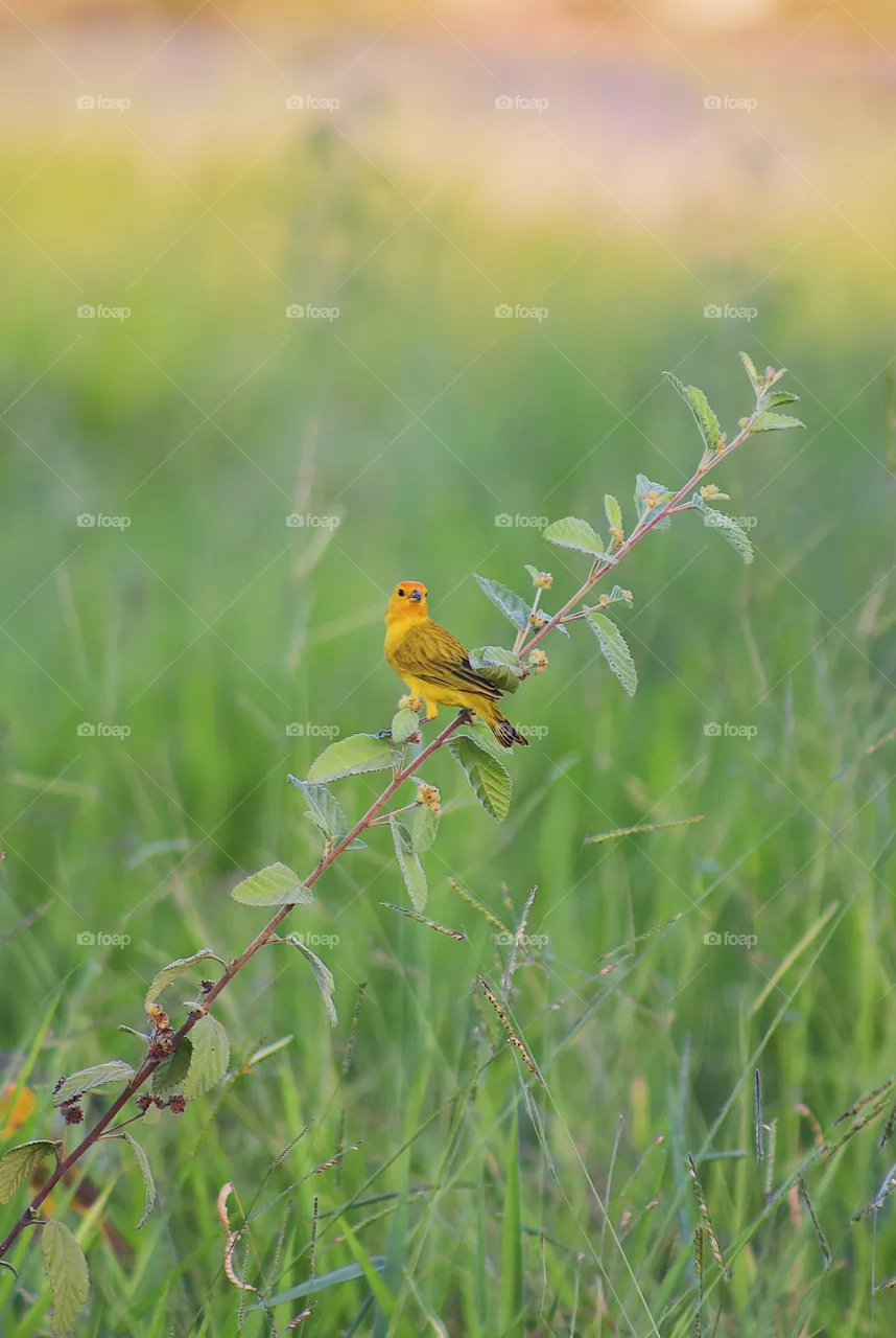 Yellow bird