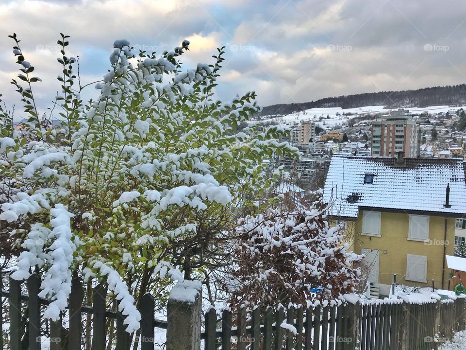 Snow covered plants and houses in Switzerland 