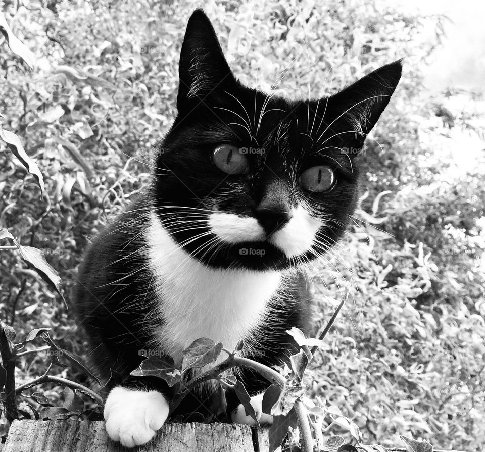 Curious little kitten … love his whiskers ! 🤍 🖤