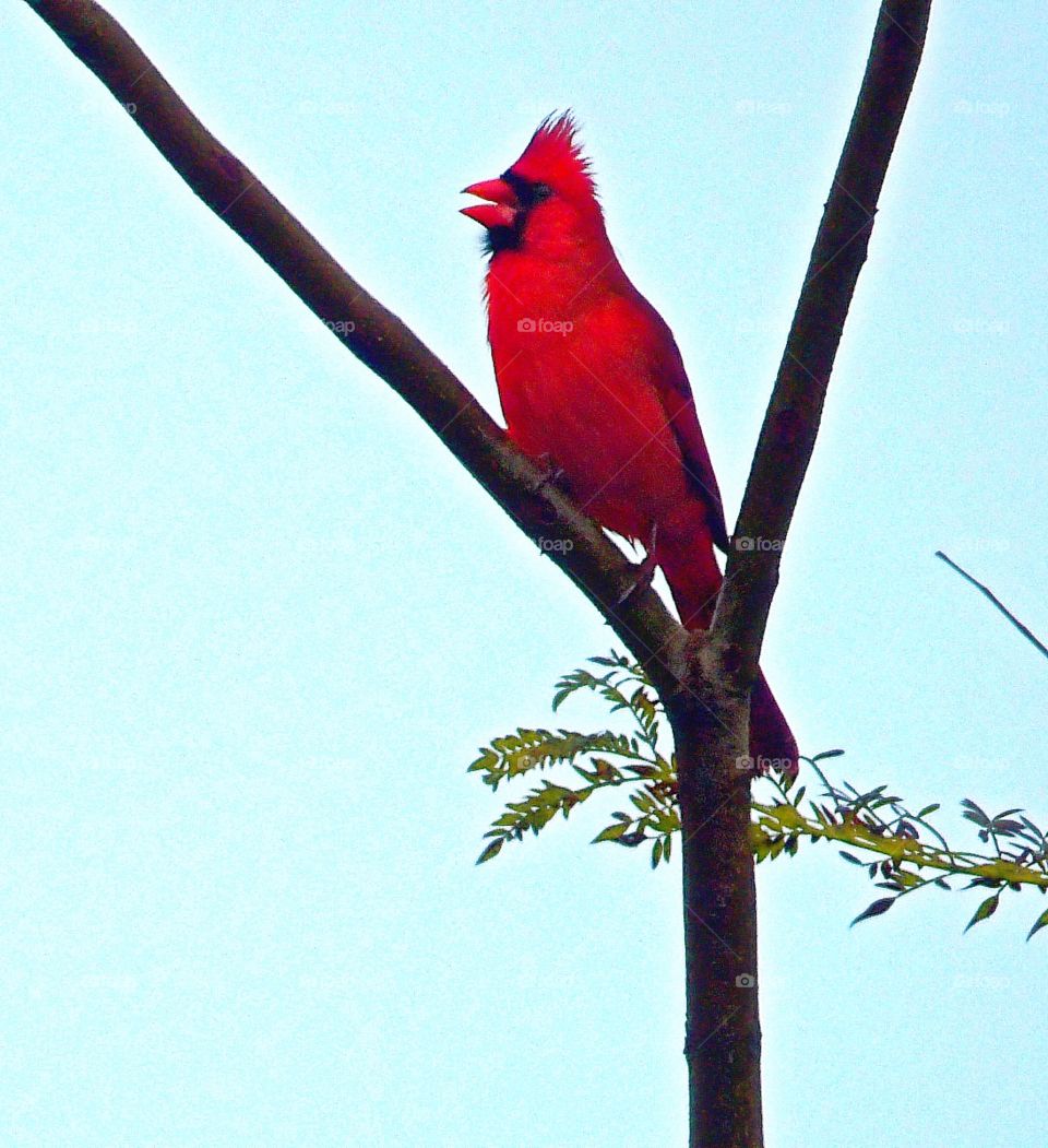 red bird singing