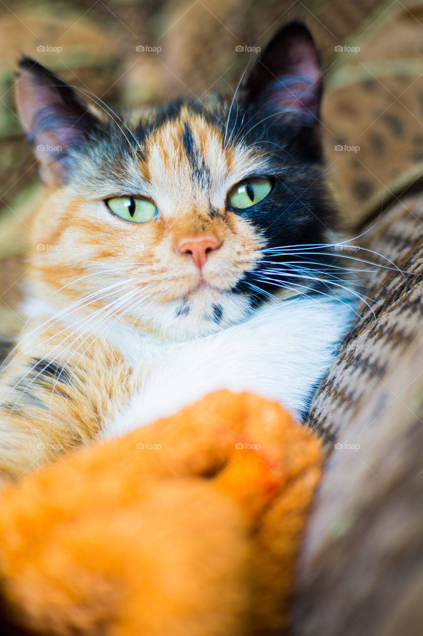 Cat with green eyes lies on the sofa at home