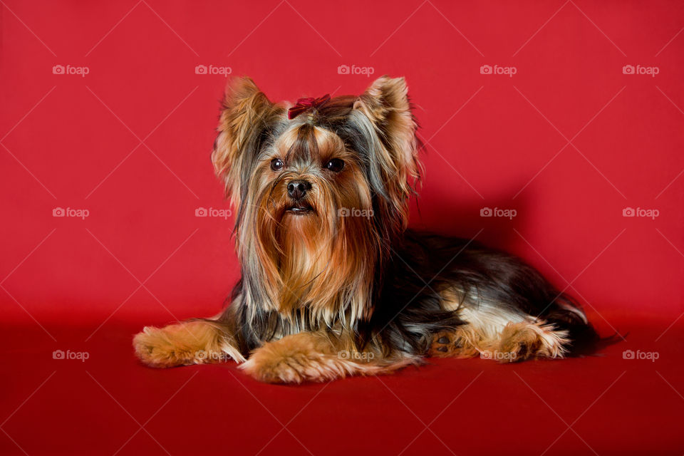 милый маленький йорик)