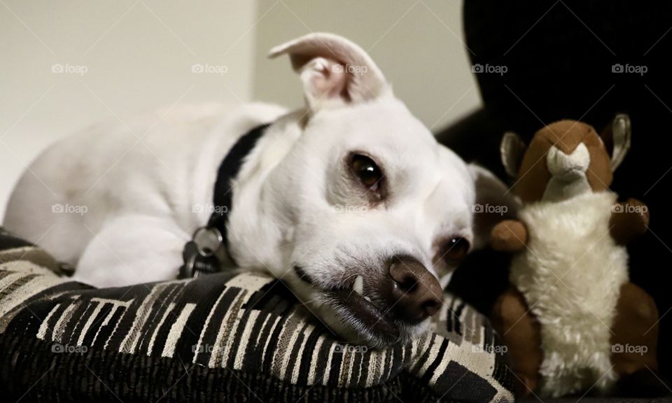 Dog resting near his toy 🐿