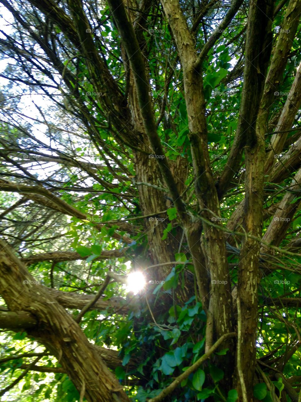 Sunlight through the branches