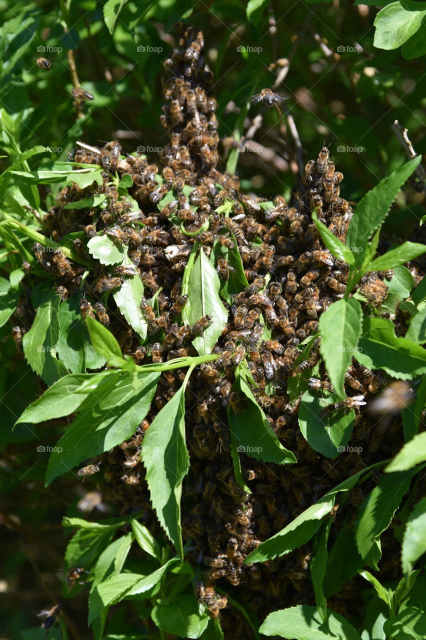 Swarm bees