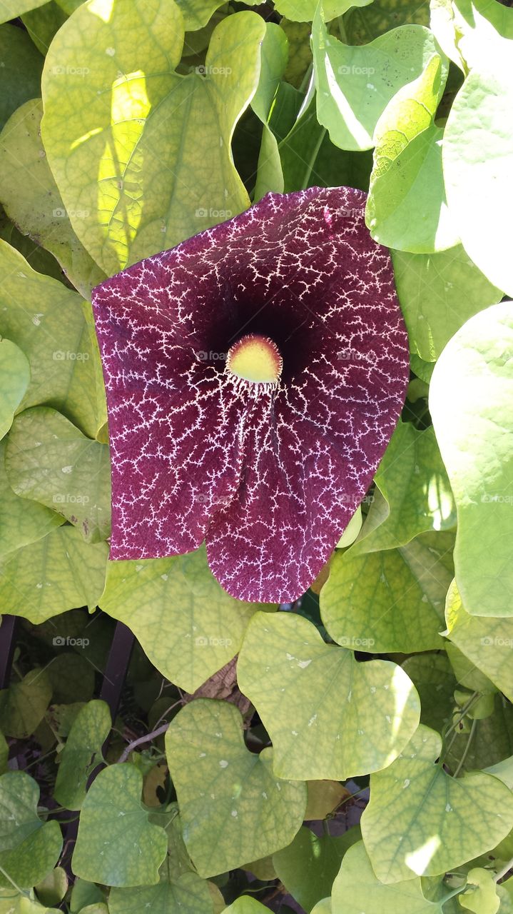 Dutchman's Pipe in Full Bloom