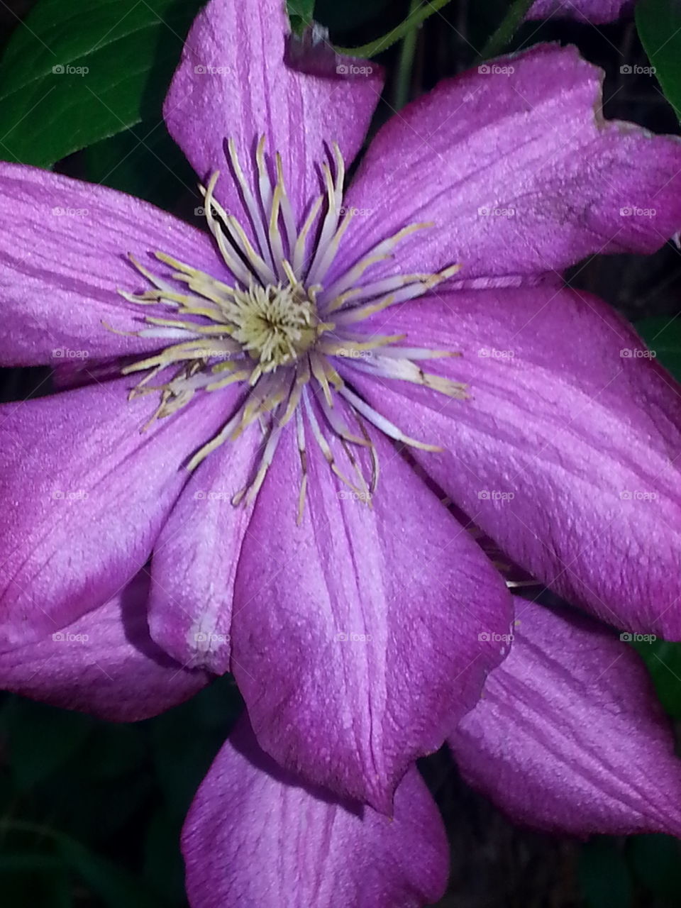Clematis