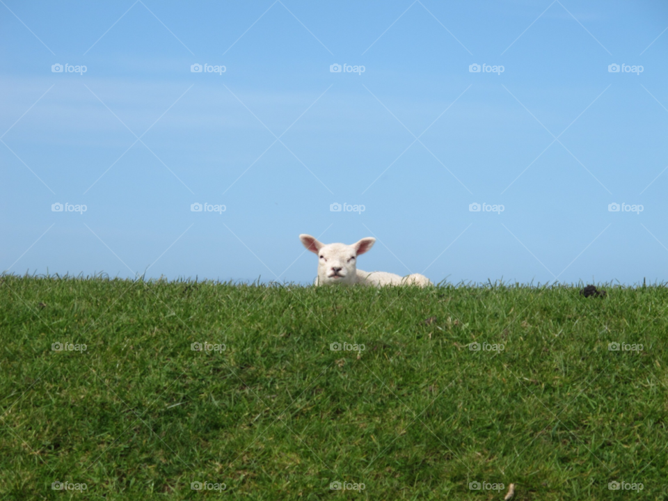 landscape spring field nature by carolien007