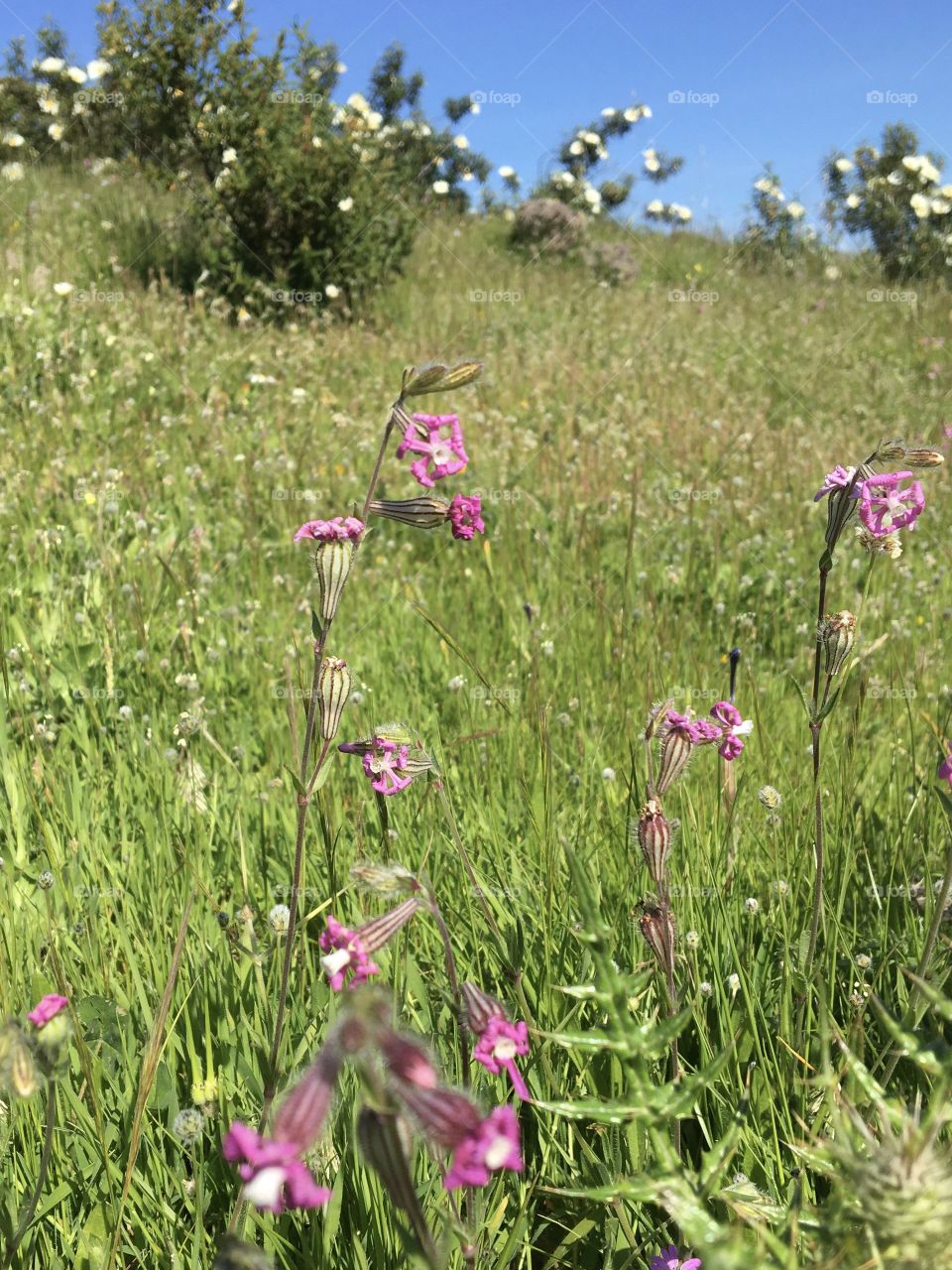 Wild flowers in springtime meadows 