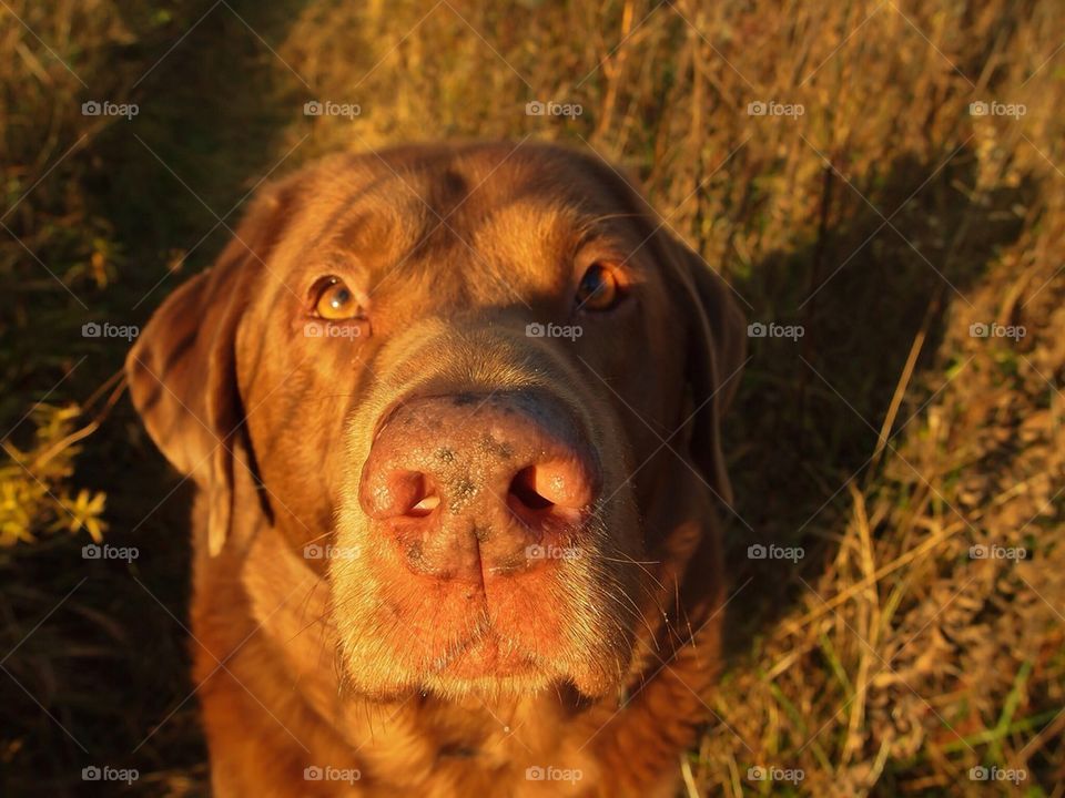 Chesapeake Bay Retriever